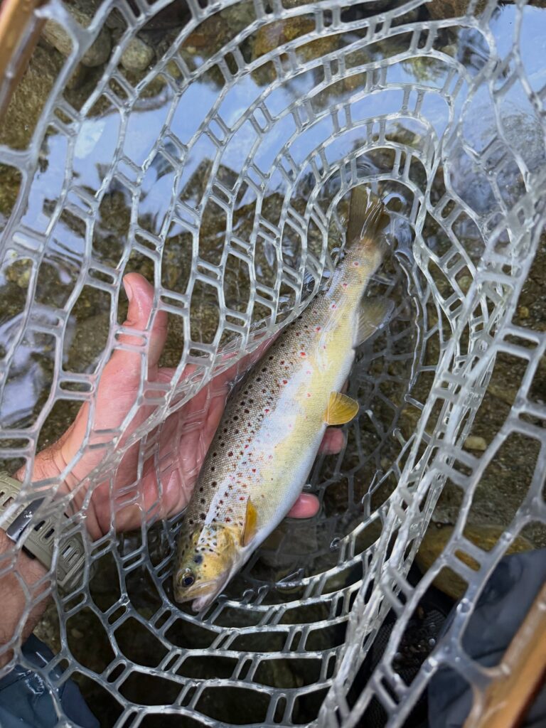 Contenuto Instagram di @frank.fishing.guide.piemonte
