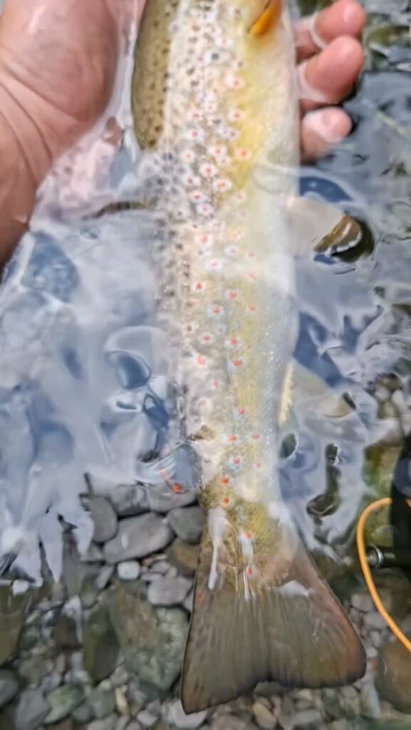 Contenuto Instagram di @sanguigni_fishing_guide