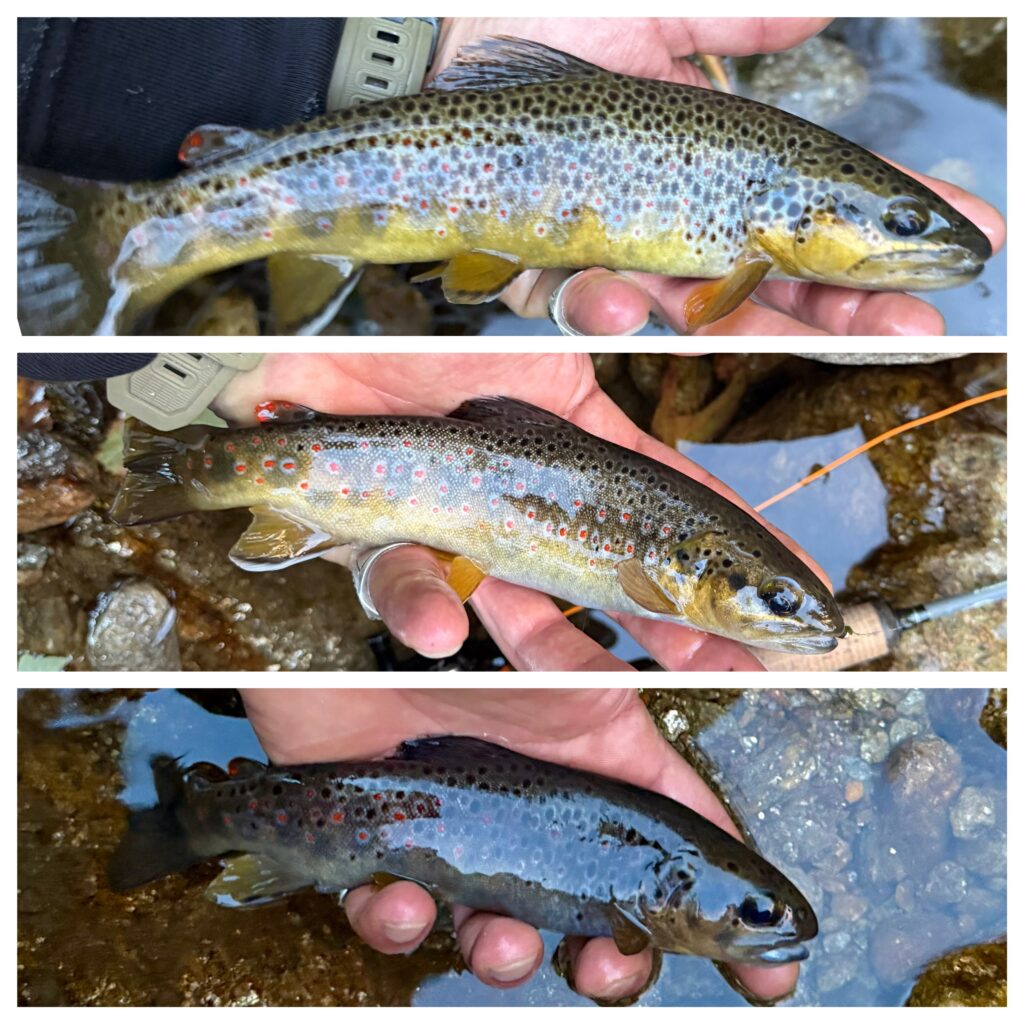 Contenuto Instagram di @frank.fishing.guide.piemonte