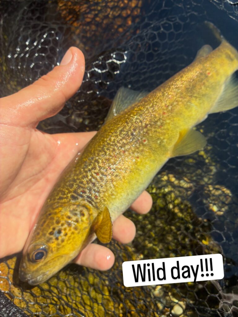 Contenuto Instagram di @carandoandreafishingguide