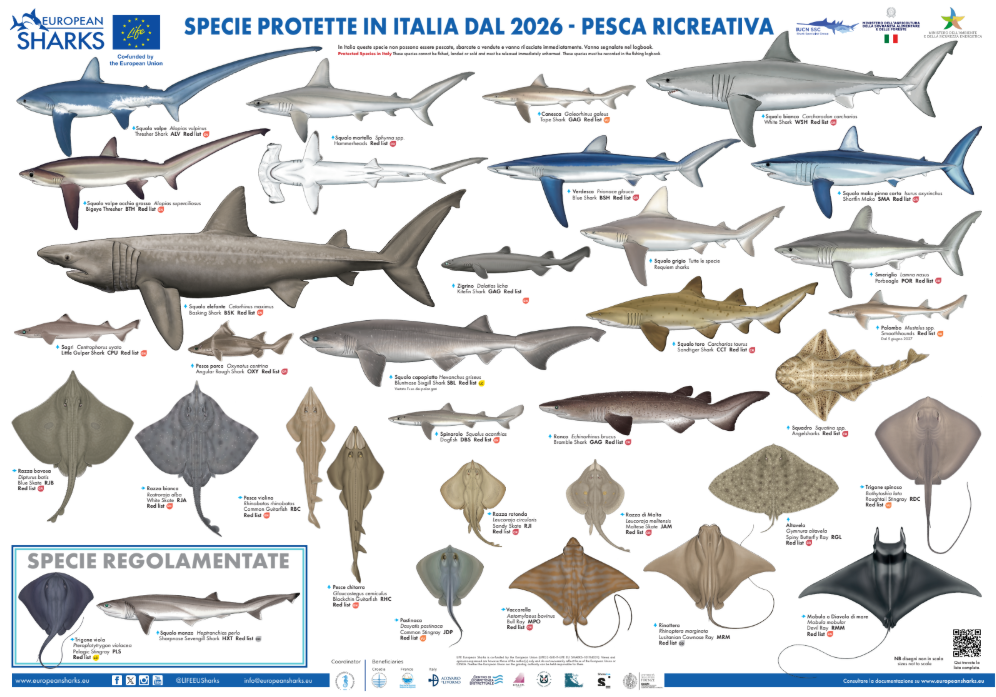 Anteprima del poster European Sharks: specie protette in Italia dal 2026 per la pesca ricreativa
