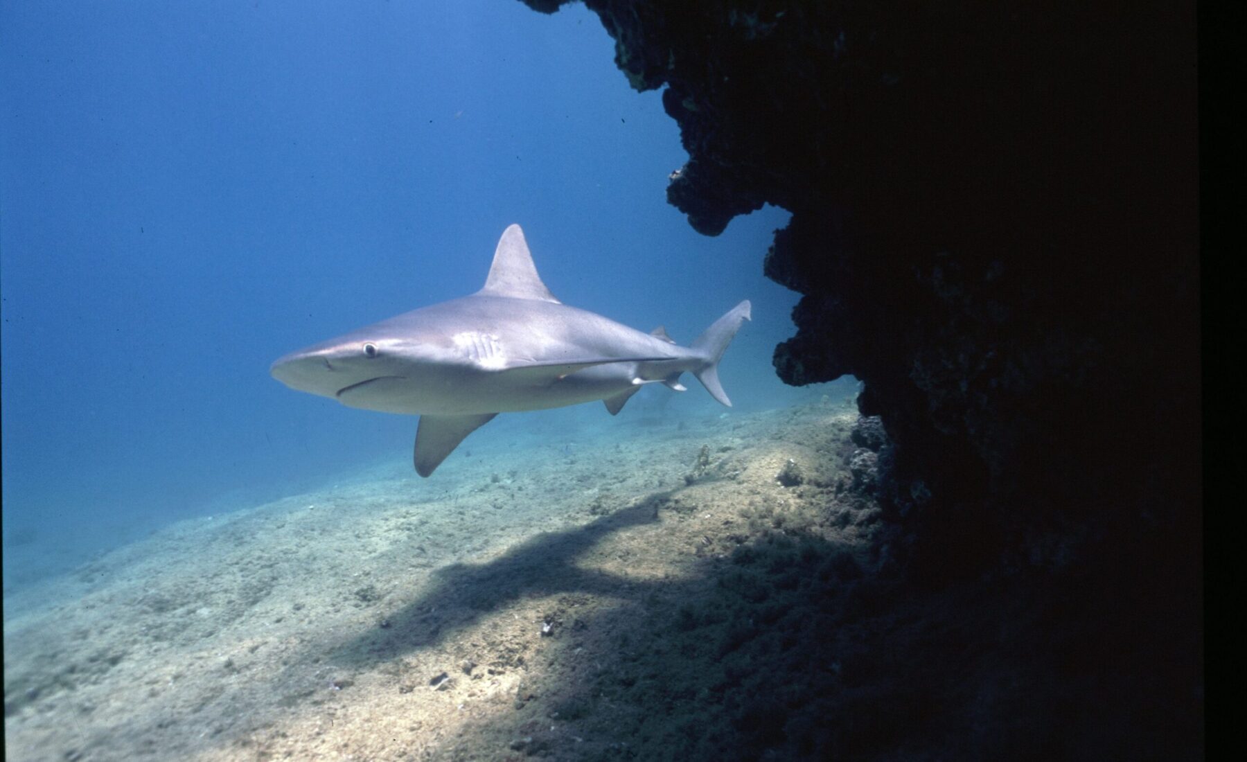 Uno squalo nel suo ambiente marino, immagine dal sito European Sharks
