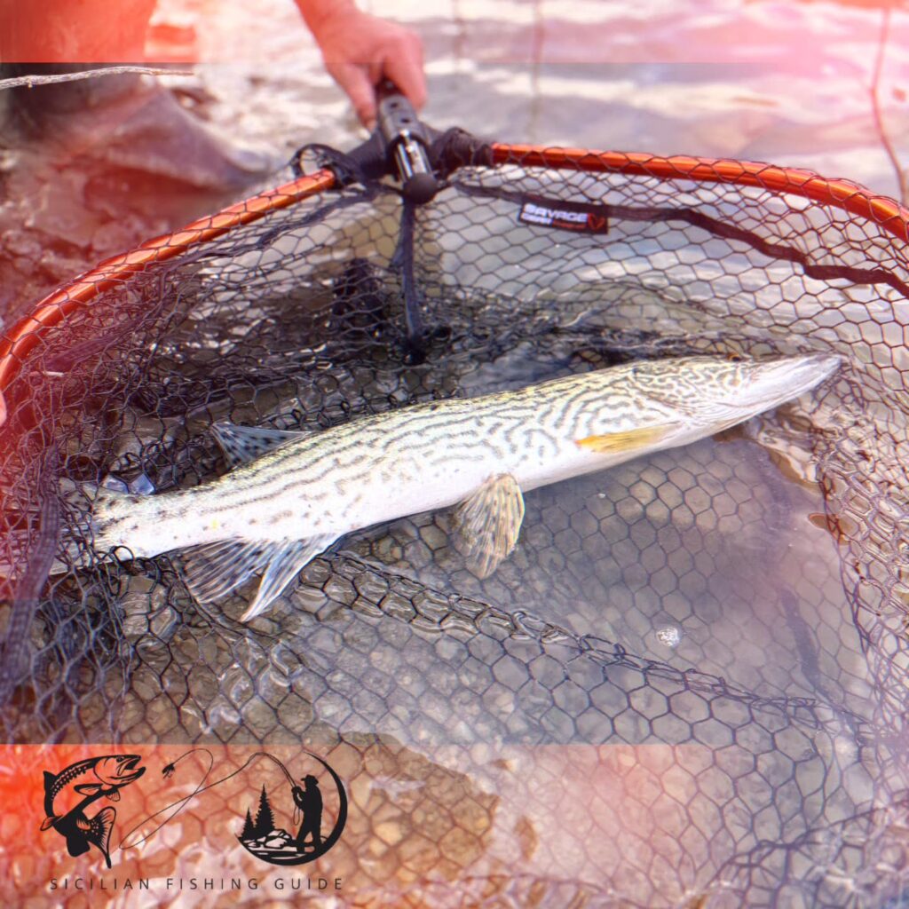 Contenuto Instagram di @sicilian_fishing_guide