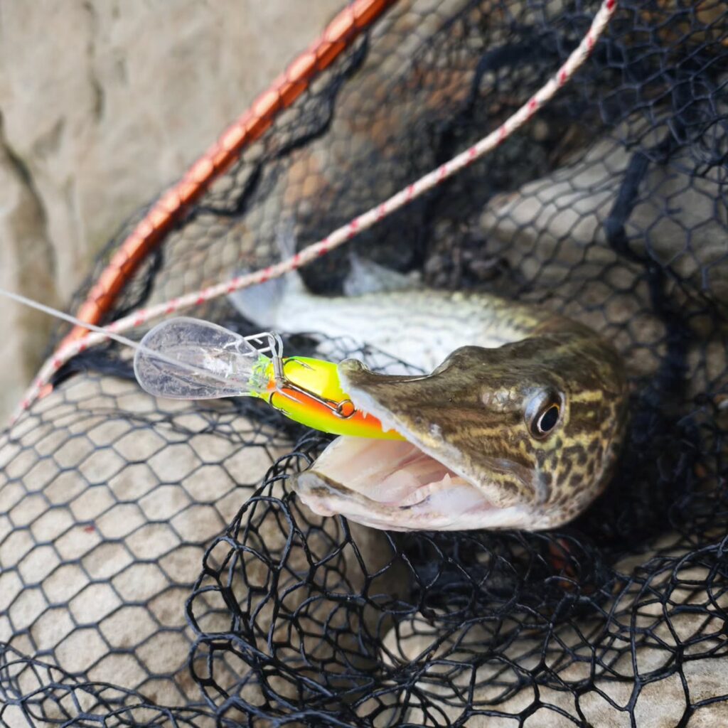 Contenuto Instagram di @sicilian_fishing_guide