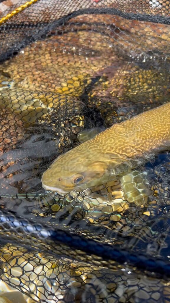 Contenuto Instagram di @flyfishingalpeadria