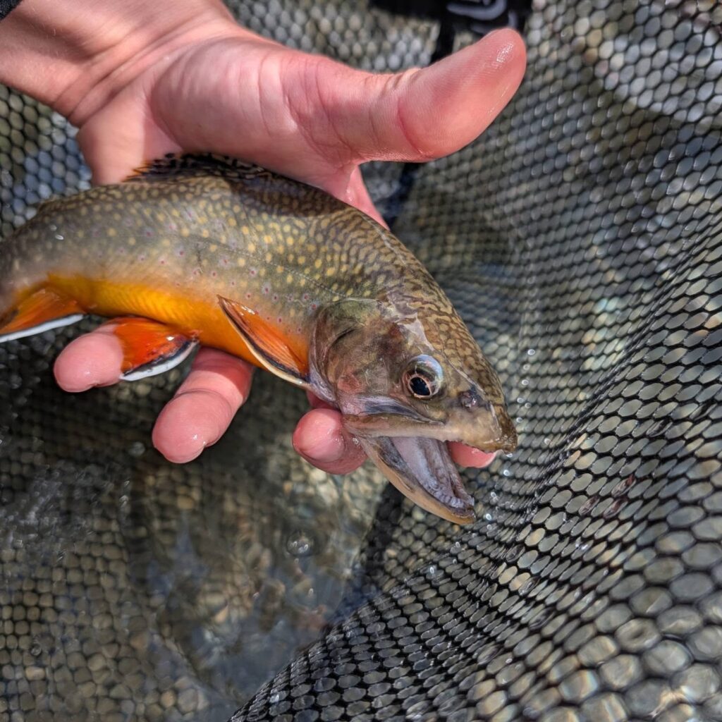 Contenuto Instagram di @fishing_memories_guide