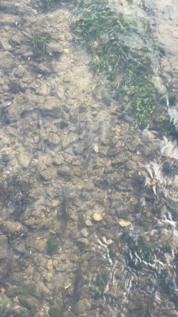Contenuto Instagram di @flyfishingalpeadria