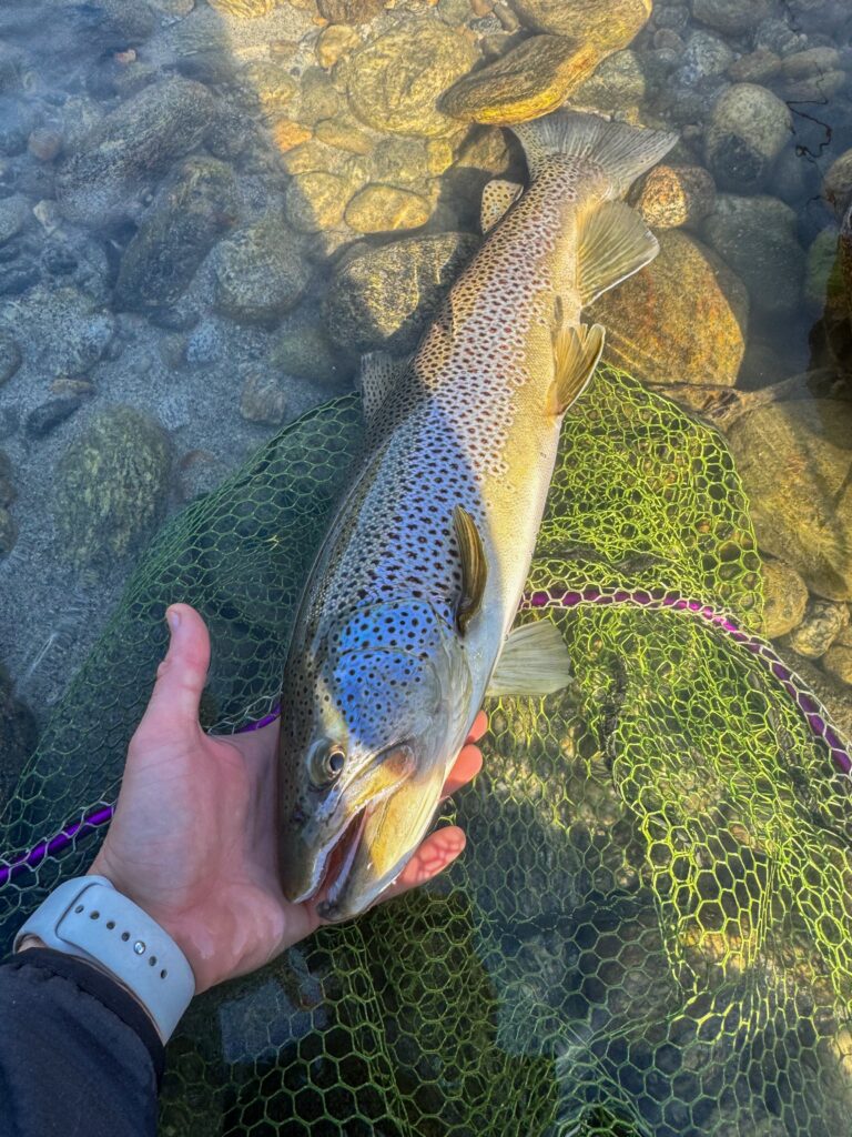 Contenuto Instagram di @alberto_stream_angler