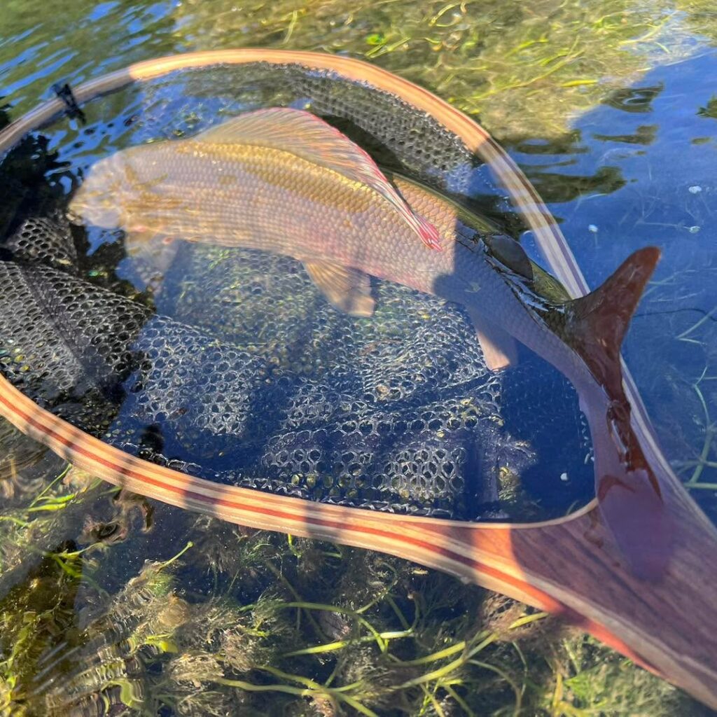 Contenuto Instagram di @flyfishingalpeadria