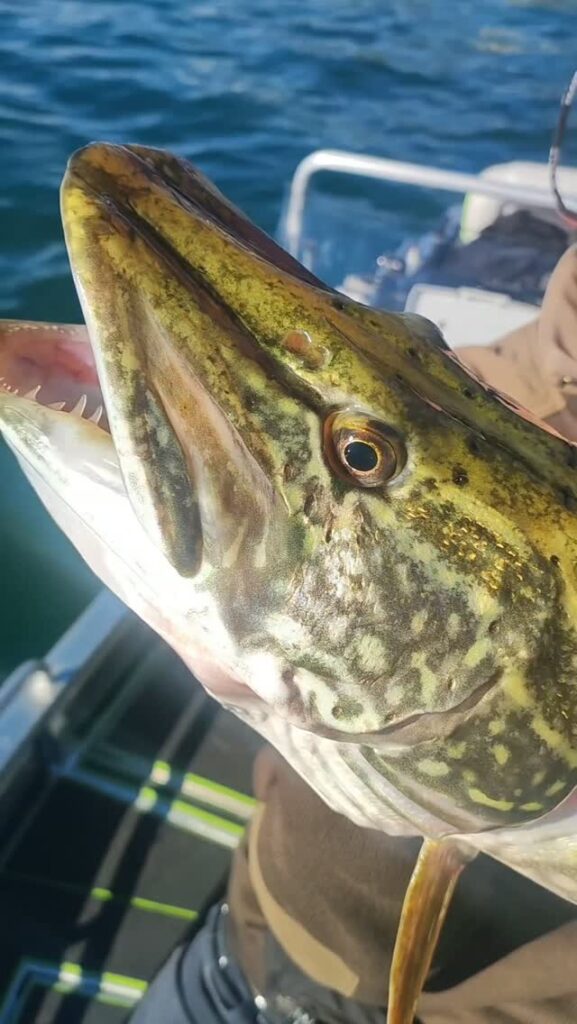 Contenuto Instagram di @pelagic_fishing_predator