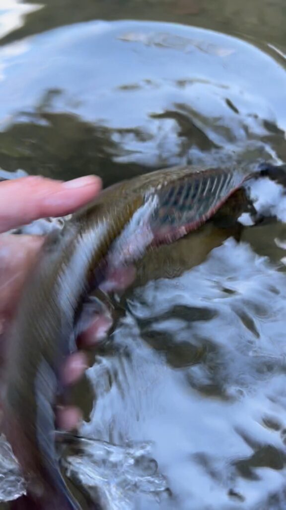 Contenuto Instagram di @flyfishingalpeadria